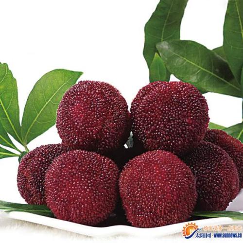 red bayberry,consumer surplus redbayberry